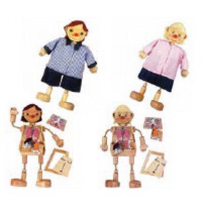 الأعضاء الداخلية للإنسان - الولد أو البنت