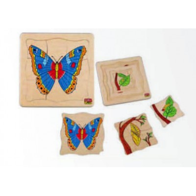 مراحل النمو - الفراشة