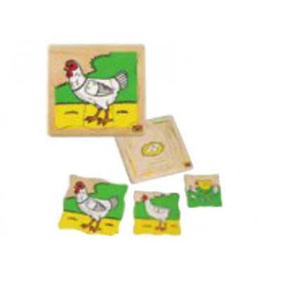 مراحل النمو - الدجاجة