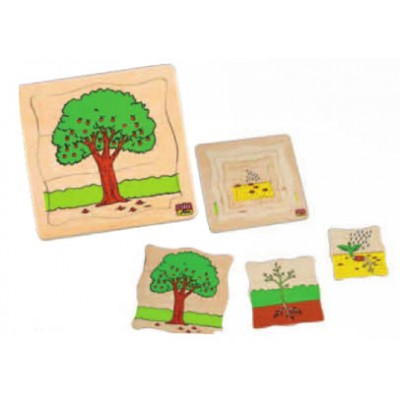 مراحل النمو - الشجرة