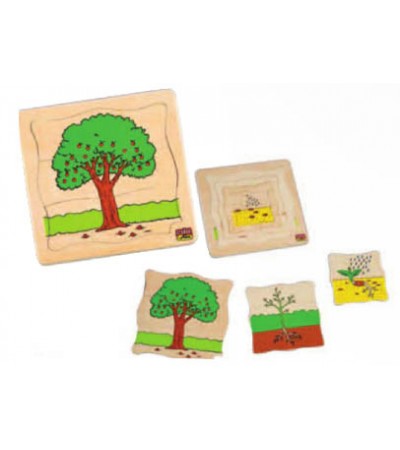 مراحل النمو - الشجرة