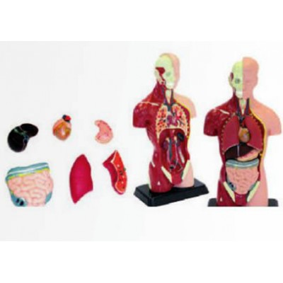 الاجزاء الحيوية بجسم الانسان 8 اجزاء الاجزاء الحيوية بجسم الانسان 8 اجزاء