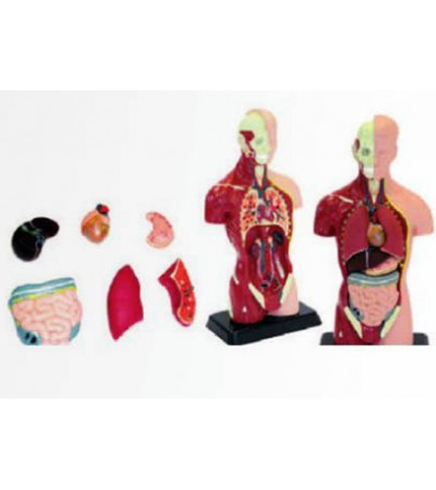 الاجزاء الحيوية بجسم الانسان 8 اجزاء