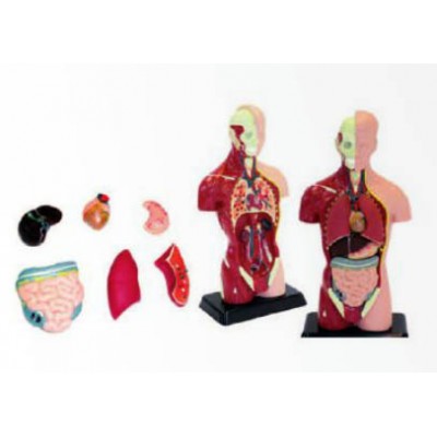 الاجزاء الحيوية بجسم الانسان 11 اجزء الاجزاء الحيوية بجسم الانسان 11 اجزء