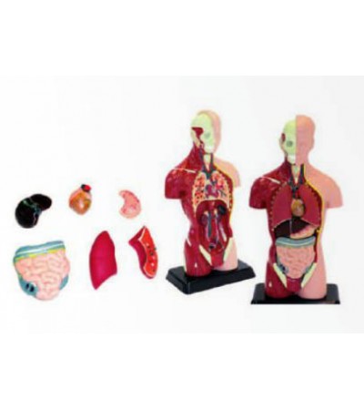 الاجزاء الحيوية بجسم الانسان 11 اجزء