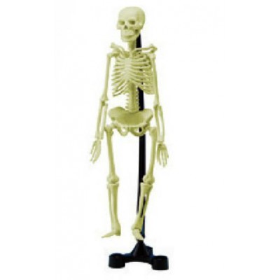 مجسم الهيكل العظمي لجسم الانسان مجسم الهيكل العظمي لجسم الانسان
