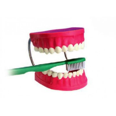 نموذج الاسنان الكبير بالفرشاة نموذج الاسنان الكبير بالفرشاة