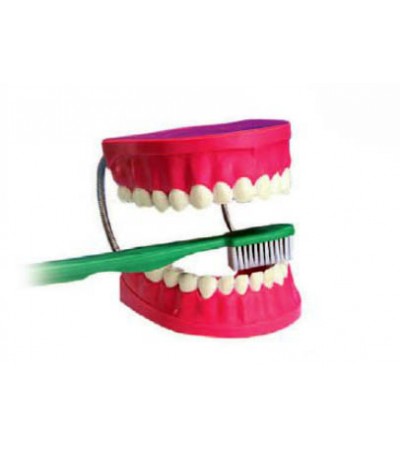 نموذج الاسنان الكبير بالفرشاة