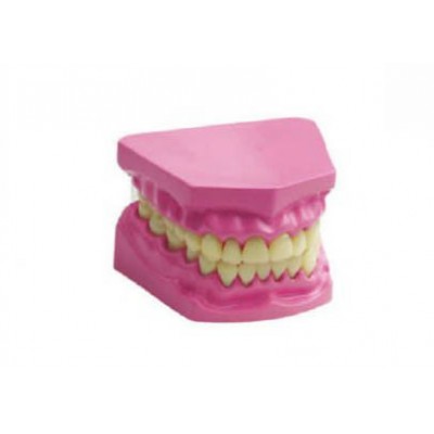 نموذج الاسنان الصغير بدون فرشاة نموذج الاسنان الصغير بدون فرشاة