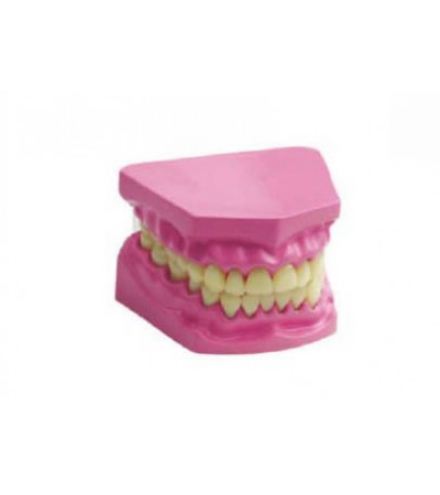 نموذج الاسنان الصغير بدون فرشاة